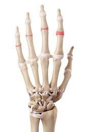 medical accurate illustration of the medial joint capsules