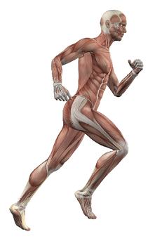 3D male figure running with skin, skeleton and muscle map
