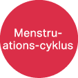 Menstru­ations cyklus
